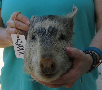 9-10" Preserved Georgia Wild Boar / Hog Head - $30