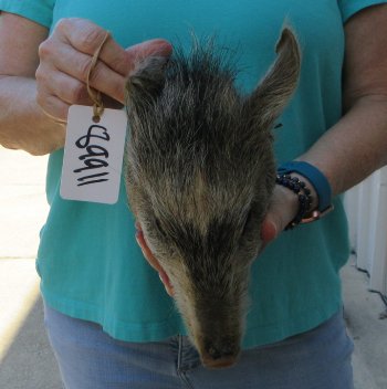 9-10" Preserved Georgia Wild Boar / Hog Head - $30