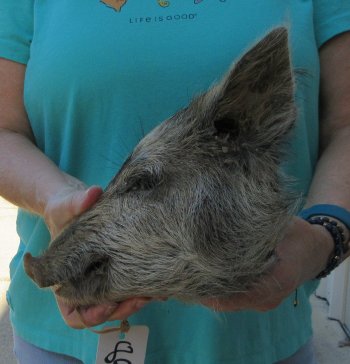 9-10" Preserved Georgia Wild Boar / Hog Head - $30