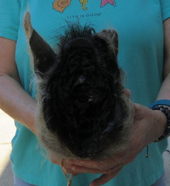 9-10" Preserved Georgia Wild Boar / Hog Head - $30