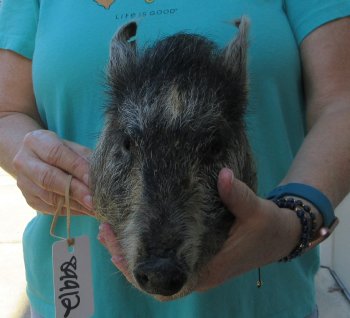 9-10" Preserved Georgia Wild Boar / Hog Head - $30