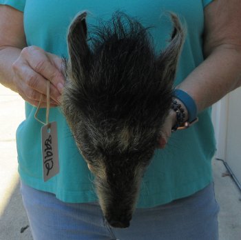 9-10" Preserved Georgia Wild Boar / Hog Head - $30