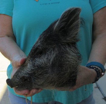 9-10" Preserved Georgia Wild Boar / Hog Head - $30