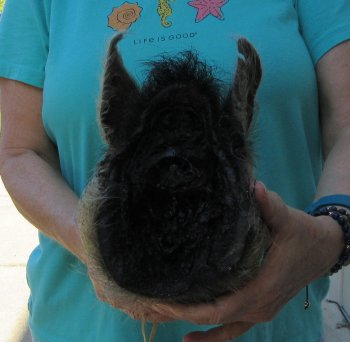 9-10" Preserved Georgia Wild Boar / Hog Head - $30