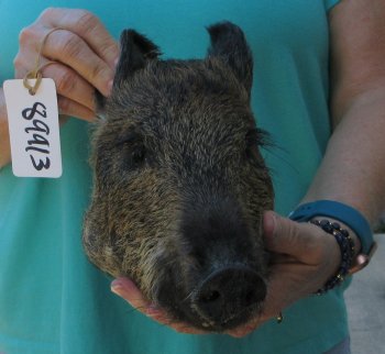 10-11" Preserved Georgia Wild Boar / Hog Head - $35
