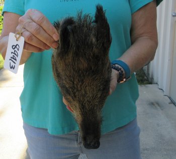 10-11" Preserved Georgia Wild Boar / Hog Head - $35