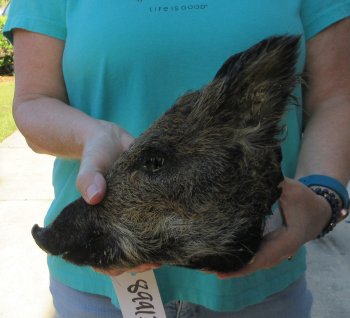 10-11" Preserved Georgia Wild Boar / Hog Head - $35