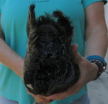 10-11" Preserved Georgia Wild Boar / Hog Head - $35