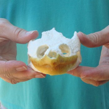 5" Common Snapping Turtle Skull 