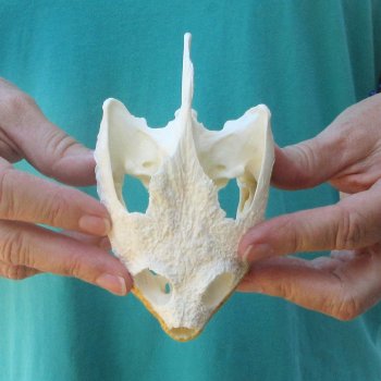 5" Common Snapping Turtle Skull 