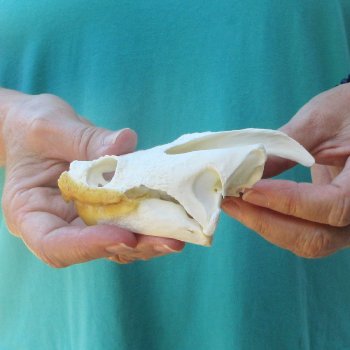 5" Common Snapping Turtle Skull 