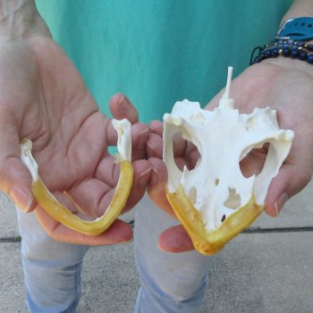 5" Common Snapping Turtle Skull 