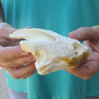 4-1/2" Common Snapping Turtle Skull 