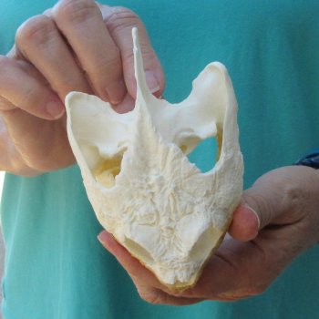 4-1/2" Common Snapping Turtle Skull 