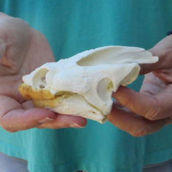 4-1/2" Common Snapping Turtle Skull 