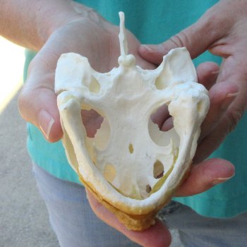 4-1/2" Common Snapping Turtle Skull 