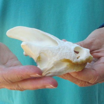 4-1/2" Common Snapping Turtle Skull 