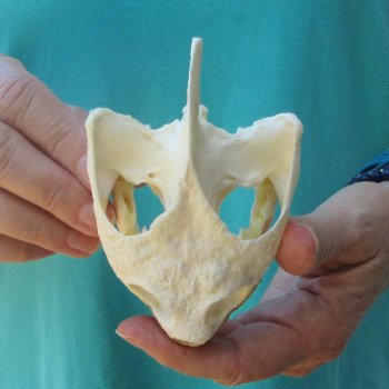 4-1/2" Common Snapping Turtle Skull 