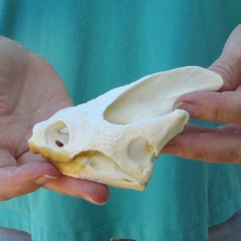 4-1/2" Common Snapping Turtle Skull 
