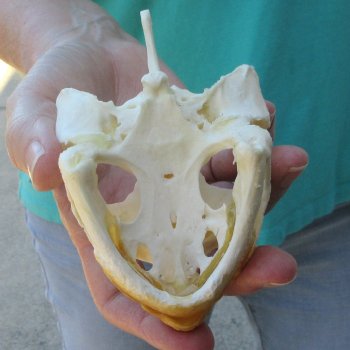 4-1/2" Common Snapping Turtle Skull 