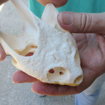 4-1/2" Common Snapping Turtle Skull 