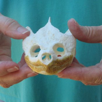 4-1/2" Common Snapping Turtle Skull 