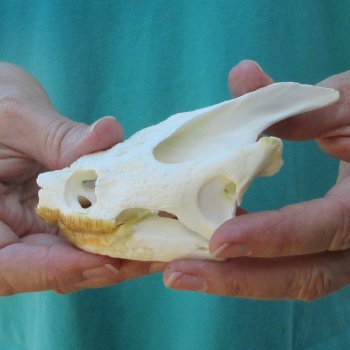 4-1/2" Common Snapping Turtle Skull 