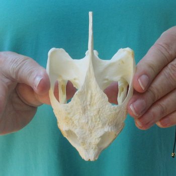 4-1/2" Common Snapping Turtle Skull 