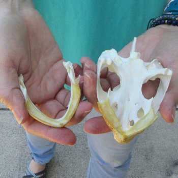 4-1/2" Common Snapping Turtle Skull 