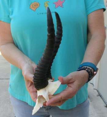  B-Grade Male Springbok Skull Plate with 10-1/2" Horns
