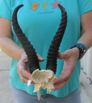 B-Grade Male Springbok Skull Plate with 10-1/2" Horns