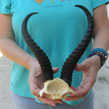 B-Grade Male Springbok Skull Plate with 11" & 9-1/2" Horns