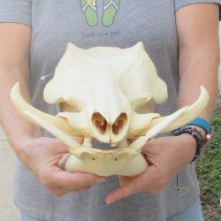 African Warthog Skull with 8" Ivory Tusks 