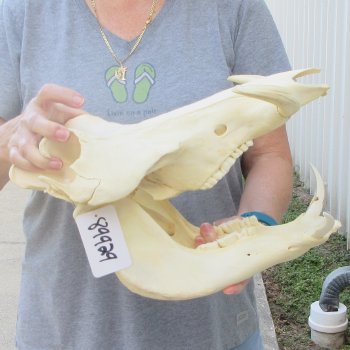 African Warthog Skull with 8" Ivory Tusks 
