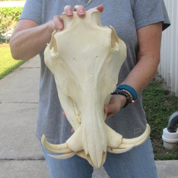 African Warthog Skull with 8" Ivory Tusks 