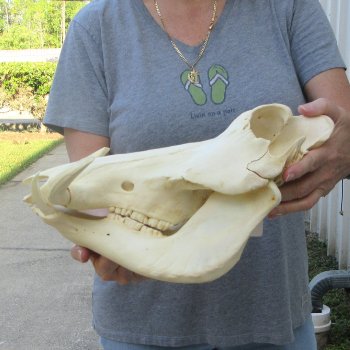 African Warthog Skull with 8" Ivory Tusks 