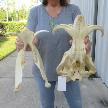 African Warthog Skull with 8" Ivory Tusks 