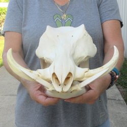 African Warthog Skull with 8" Ivory Tusks 