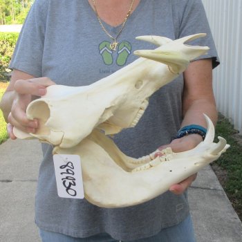 African Warthog Skull with 8" Ivory Tusks 