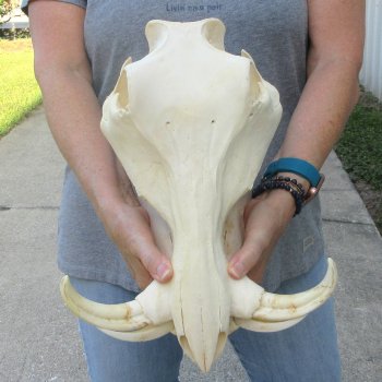 African Warthog Skull with 8" Ivory Tusks 