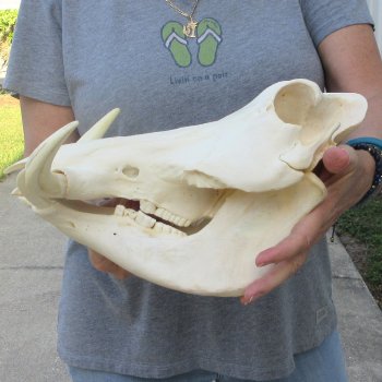 African Warthog Skull with 8" Ivory Tusks 