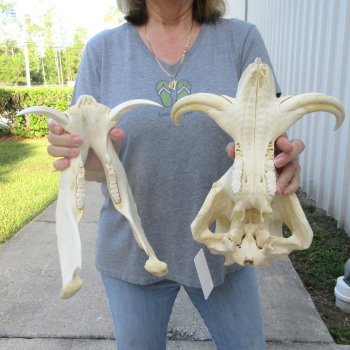African Warthog Skull with 8" Ivory Tusks 