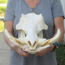 African Warthog Skull with 8" Ivory Tusks 