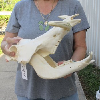 African Warthog Skull with 8" Ivory Tusks 