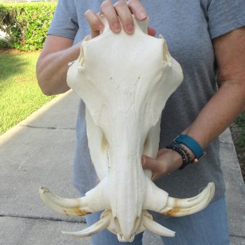 African Warthog Skull with 8" Ivory Tusks 