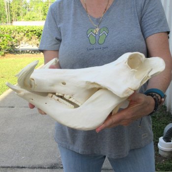 African Warthog Skull with 8" Ivory Tusks 