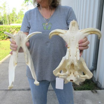 African Warthog Skull with 8" Ivory Tusks 
