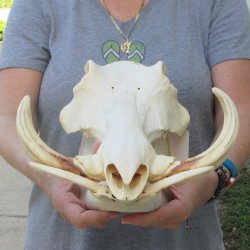 African Warthog Skull with 8" Ivory Tusks 