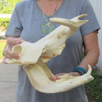 African Warthog Skull with 8" Ivory Tusks 