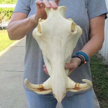 African Warthog Skull with 8" Ivory Tusks 